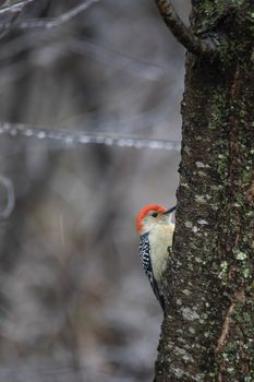 Male red-bellied woodpecker clings to a tree trunk in an icy woodland area.