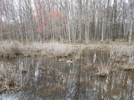 geese in water with plants and trees in wetland or swamp area