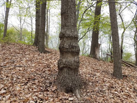 oddly shaped tree trunk from growing into fence with fallen brown leaves