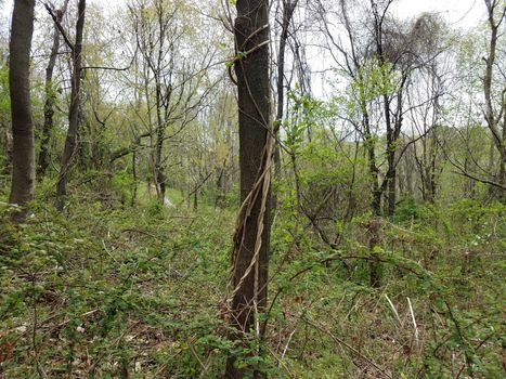 invasive vines growing up tree trunk in forest or woods