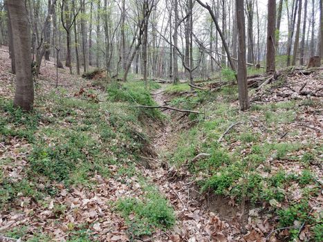 dry stream or creek in forest or woods with trees and plants