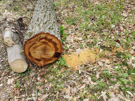 freshly cut or sawed tree trunk or log with bark dust or shavings