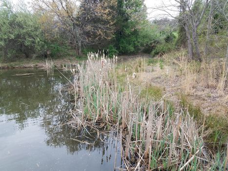 water and cat tails plants in lake or pond and trees