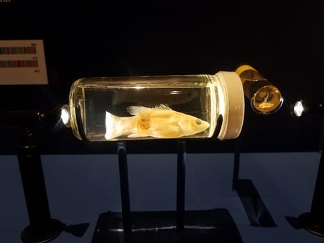 small fish specimen preserved in glass test tube with liquid