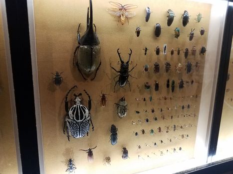 pinned beetles and other insects under glass in case