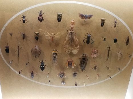 pinned cicada and other insects under glass in case