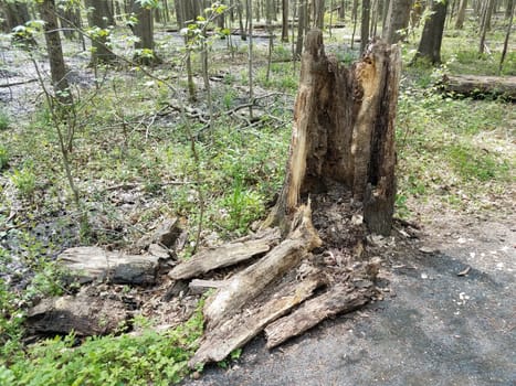 rotten or decaying tree trunk in forest or woods