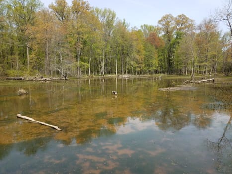 murky or muddy water in lake or pond with algae and plants in wetland and goose