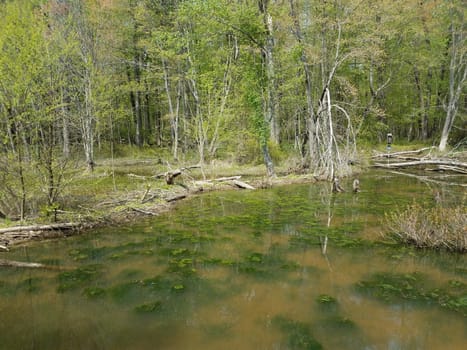 murky or muddy water in lake or pond with algae and plants in wetland