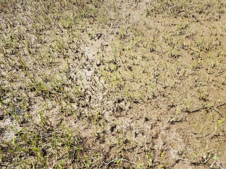 wet mud and plants and vegetation in swamp or wetland