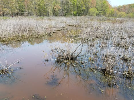 murky or muddy water in lake or pond with algae and plants in wetland