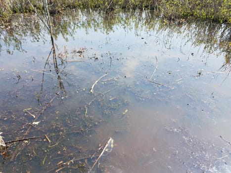 murky or muddy water in lake or pond with plants in wetland and algae