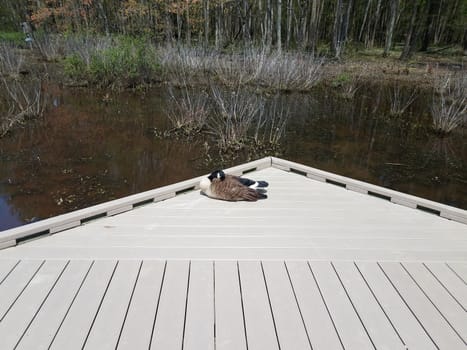 goose sitting on wood boardwalk with water in swamp or wetland environment