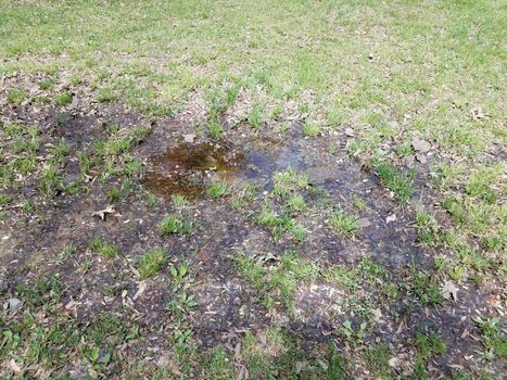 green grass or lawn or yard with mud and water puddle