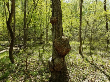 large bumps or knots on tree trunk in forest or woods