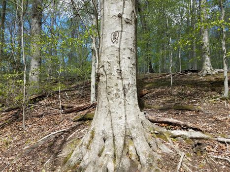 tree trunk with carvings or vandalism in forest or woods