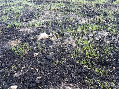 green grass seedlings growing in brown soil or dirt