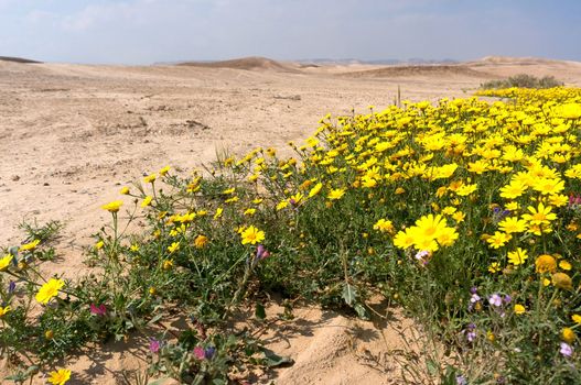 Hiking in spring desert health and ecology tourism