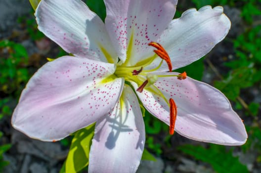 White lily petals extend into long arcs closeup