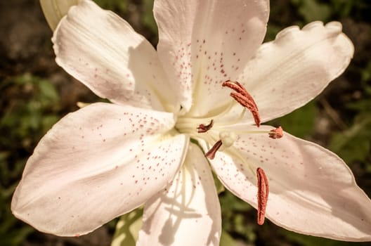 White lily petals extend into long arcs closeup