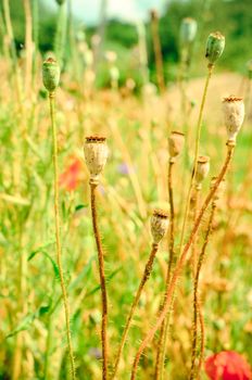 Capsules of poppy closeup in summer field in Ukraine