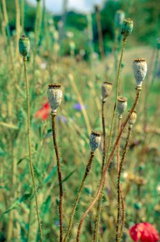 Capsules of poppy closeup in summer field in Ukraine