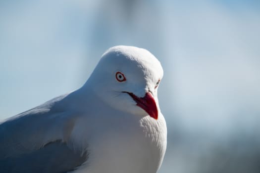 wild Australian seagull bird t at the Sydney coast