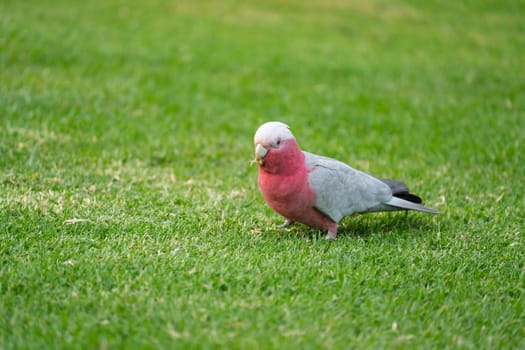 wild australian galahs walking on green grass looking for food