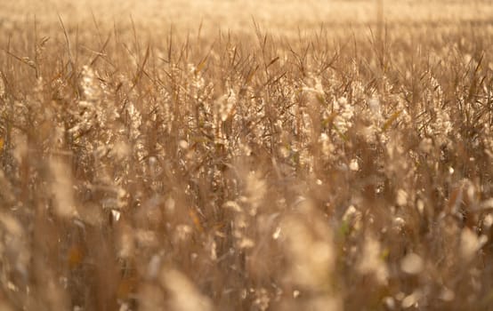 dry grass field at sunset or sunrise