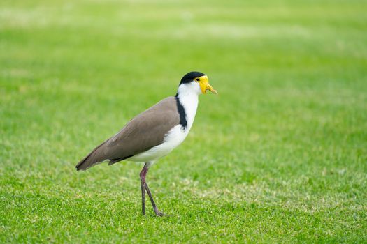 Masked Lapwing ( Vanellus miles ) standing on green grass