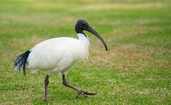 Australian white ibis walking on green grass