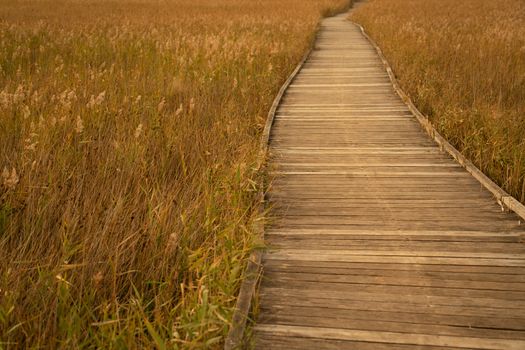 wooden boardwalk passing through golden colour grass 