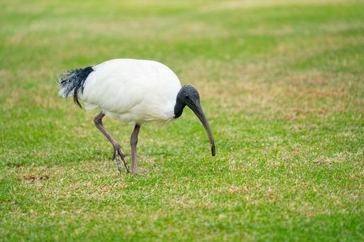 Australian white ibis walking on green grass