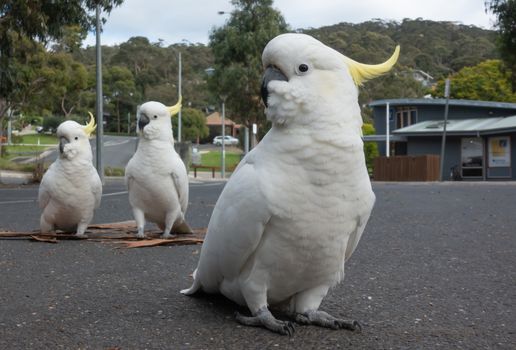 group of sulphur crested cockatoo on parking