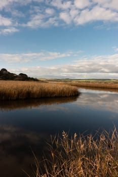 river with golden color grass at princetown wetland australia