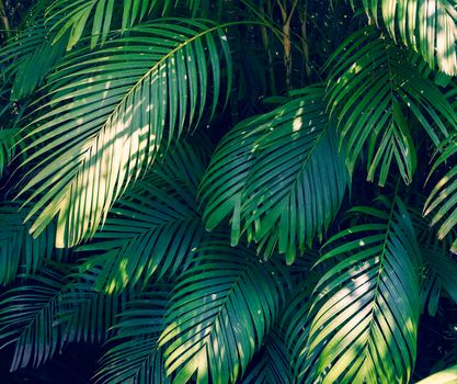 Leaves abstract palm tropical leaves colorful flower on dark tropical foliage nature background dark blue foliage nature