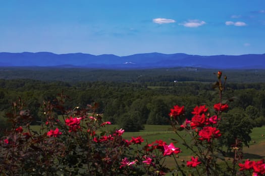 Wide-angle view of the Blue Ridge Mountains in North Carolina in late summer, including Stone Mountain. Blooming red roses provide foreground color.