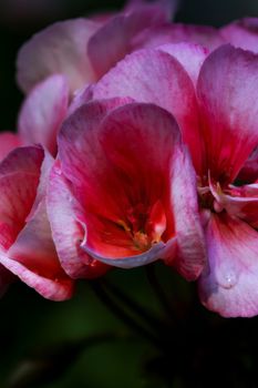 A close up view of a bunch of pink geranium flowers. Multiple images combined using focus stacking.