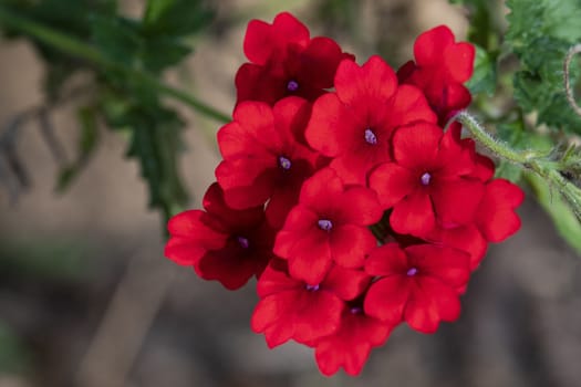 Cluster of bright red verbena flowers with purple centers.