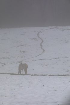 A white horse grazes in a snowy pasture in the fog following Winter Storm Diego.