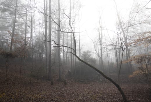 Woodland clearing on a foggy winter morning in January. Ground is covered in fallen leaves and most trees are bare.