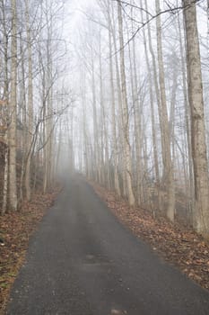 View up a rural, wooded drive in morning fog. Looking away from the sun and uphill.