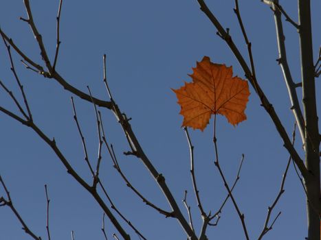 Single leaf remains on treetop
