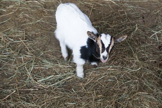 white goats in the enclosure, breeding of small cattle