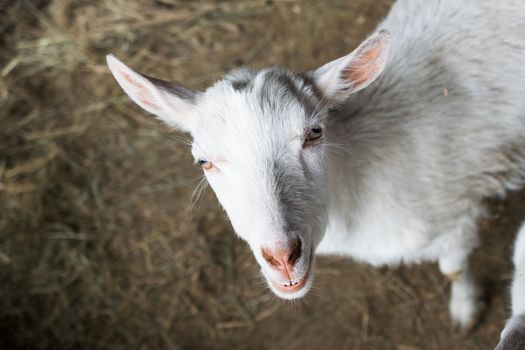 white goats in the enclosure, breeding of small cattle