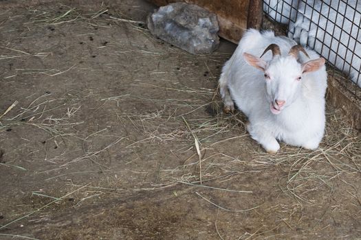 white goats in the enclosure, breeding of small cattle