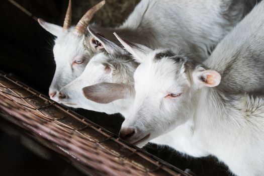 white goats in the enclosure, breeding of small cattle