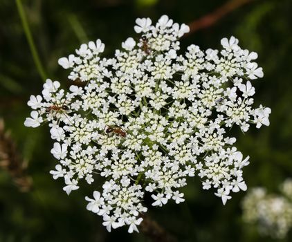 Several insects climb across Queen Anne's lace  (wild carrot) blooms.
