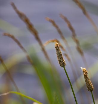 Grass seed heads growing along marsh borders.
