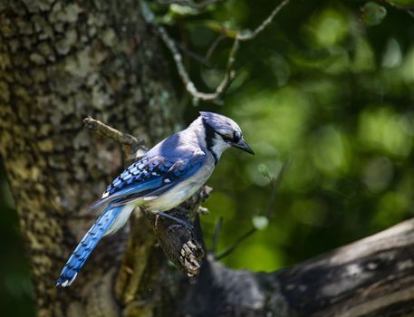 A blue jay perches in an apple tree, providing a profile view.